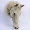 Rose Dooley - @rose.dooley - TikTok