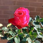 Rose Doran - Facebook
