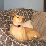 Lilly Rose Doty - @lillydthepuppy - Instagram