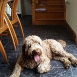 rose o driscoll - @brtafs_labradoodles - Instagram
