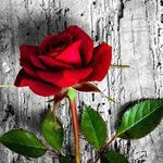 Rose Dudley - @1959dudley - Instagram