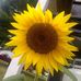 Rose Eakins - Facebook