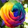 Rose Eck - @mamabear20_20 - TikTok