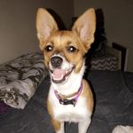 Piper Rose - @piper__rose__elmore - Instagram