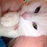 Sugar Rose Elmore - @sugarthecat9 - Instagram
