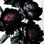 𓆩✧𓆪 emersen rose hernández • ﻌ - ა 𓆩✧𓆪 - @emersenrosee - Instagram