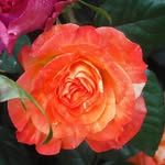 Rose Erwin - @roziebudd - Instagram
