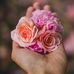 Rose fair - Facebook