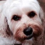 Brandy Rose Feldman - @brandydogg - Instagram