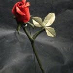Rose Ferro - @ref310 - Instagram