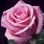 Rose Field - @rose_field991 - Instagram