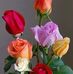 Rose Fiore - Facebook