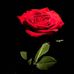 Rose Fiore - Facebook