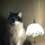 Rose Firth, raven - @rosesfirth - Instagram