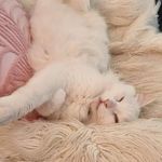 Rose forman - @roseforman2177 - Instagram