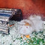 rose Forrest - @fluffyandpaches4ever - Instagram