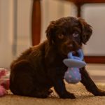 Tallulah “Lulu” Rose Furman - @lulu_the_boykin - Instagram
