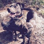 Addie Rose Gainey - @puppertails - Instagram