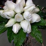 ROSE GALERY - @rosegalery1376 - Instagram