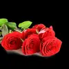 Rose Galindo - @rosegalindo53 - TikTok