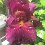 Rose Galvan - @galvan9382 - Instagram