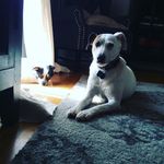 Pixie Rose Gandy - @pixie_the_jack_russell - Instagram
