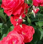 Rose Gassner - Facebook