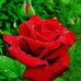 Rose Gates - Facebook