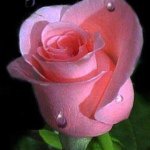Rose Geiger - @liveliferose986 - Instagram