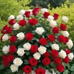 Rose Glory - Facebook