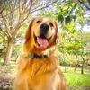 Rosenberg🐶 - @rosenberg_golden - TikTok