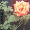 Rose Goldman  - @goldenrose_1234 - TikTok