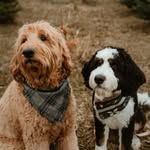• Sir Winston Cheddar + Gouda Rose • - @winston_thedood - Instagram
