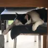 Rose goody - @rose.goody5 - TikTok