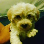 Rose grande - @rose_grande_ - Instagram
