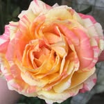 Rose Granger - @rose.granger.750 - Instagram