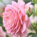 Rose Grech - Facebook