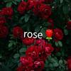 ava <3 - @rosered_avathegreenleaf - TikTok