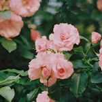 Pink Roses Greenleaf - @pinkroses.greenleaf - Instagram