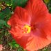 Rose Gustafson - Facebook