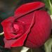 Rose Guy - Facebook