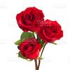 Rose Guy - @roseguyhm - TikTok