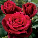 THE ROSE GUY - @roseguyinternational - Instagram