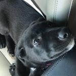 Dea Rose Hanks - @deathedawg - Instagram