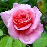 Rose Hatcher - @rosimare325 - Instagram
