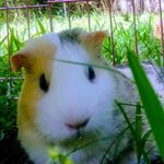 Savanna Rose Hatcher - @zeldathepotato - Instagram