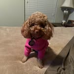 Bella Rose Hebert - @bella_rose_the_toypoodle - Instagram