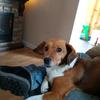 Rose Hennings - @rosehennings - TikTok