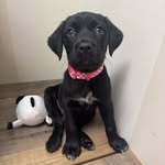💗Dolly Rose Hensley💗 - @dollyrosetheblacklab - Instagram