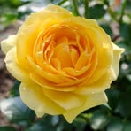 Rose Hensley - Facebook